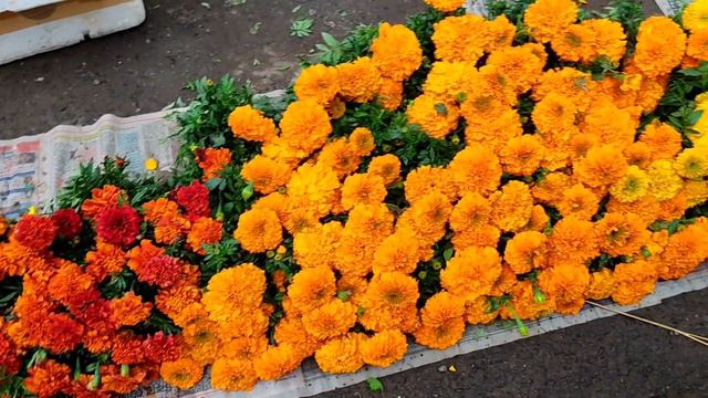 Petunia Garbera & Daliya Flowers Plants At Galiff Street !! Kolkata Nursery Plant Sell Market