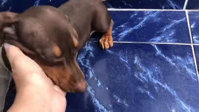BASSET MINI TECKEL SALSICHA MACHO CHOCOLATE INSTA ARTHUR KENNEL! смотреть онлайн
