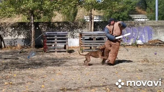 Восточная овчарка, питбультерьер, боксер, метис. Троещина защита охрана Дмитрий Петровский смотреть онлайн