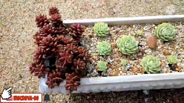 Voltei após 10 dias féria, e como está meu jardim de Suculenta? 😬 (Parte 2) Jo Bela Flor... смотреть онлайн