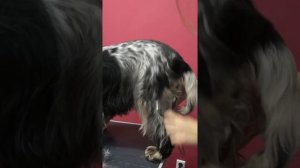 ГРУМИНГ СПАНИЕЛЯ / ВЫЧЕС ПОДШЕРСТКА / ОБУЧЕНИЕ ГРУМИНГУ / Эпизод МАСТЕР-КЛАССА / GROOM SCHOOL