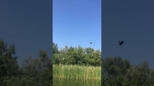 Sea pro f6s new смотреть онлайн