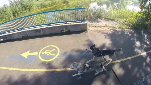 Лонгбординг с хаски смотреть онлайн