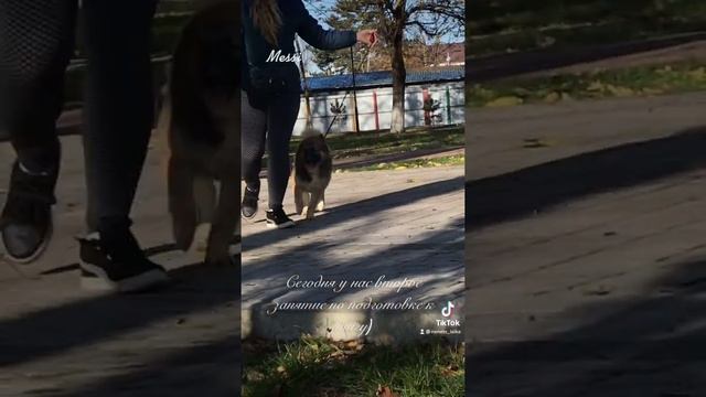 Ненецкая оленегонная лайка (оленегонка, оленегонный шпиц, nenets laika) смотреть онлайн