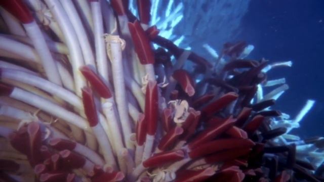 Hydrothermal Vent Animals смотреть онлайн