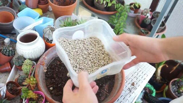 🌿 CALADIUM: come coltivarli con successo - Il mio metodo смотреть онлайн