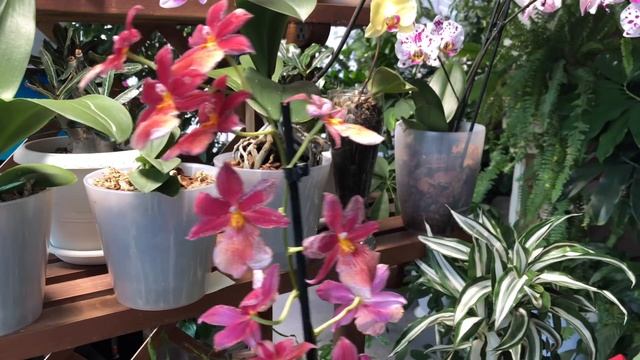 ОБЗОР МОИХ КОМНАТНЫХ РАСТЕНИЙ В МАРТЕ смотреть онлайн