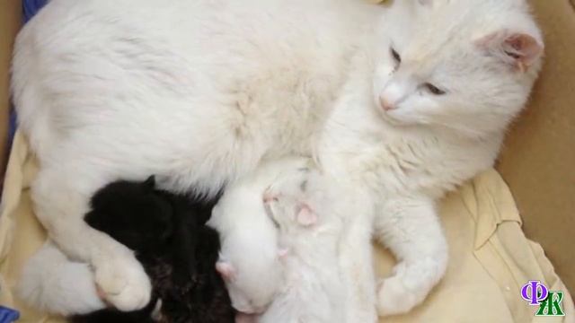 - Ох, помогите! Нафанечка рожает! - Парень вытащил из коробки, чисто белую кошку с огромными глазам смотреть онлайн