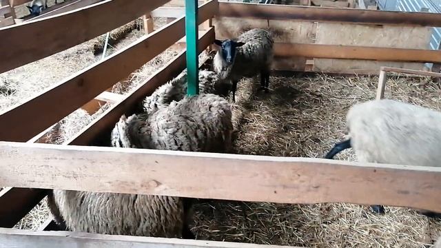 Ярки Романовской породы продаём 1 смотреть онлайн