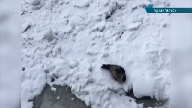 11.03.19 Сейчас в регионе: Нерпа в АТФ смотреть онлайн