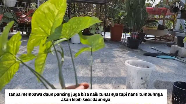 Propagating Syngonium Panda Galaxy War | Daily Diary