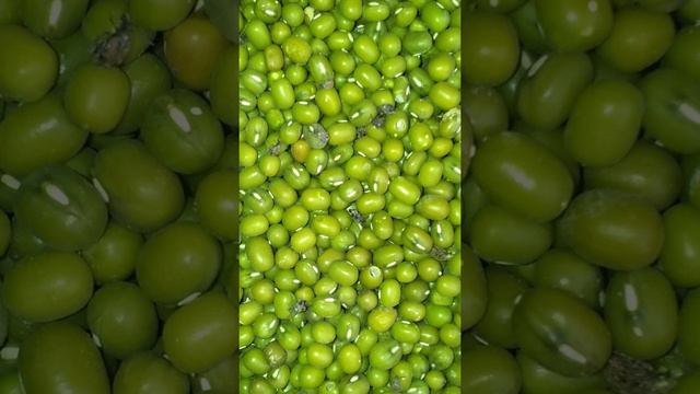В маше, ввозимом из Таджикистана, выявлена зерновка четырехпятнистая смотреть онлайн