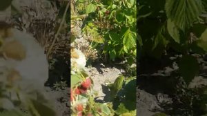 Малина полана посадка весной