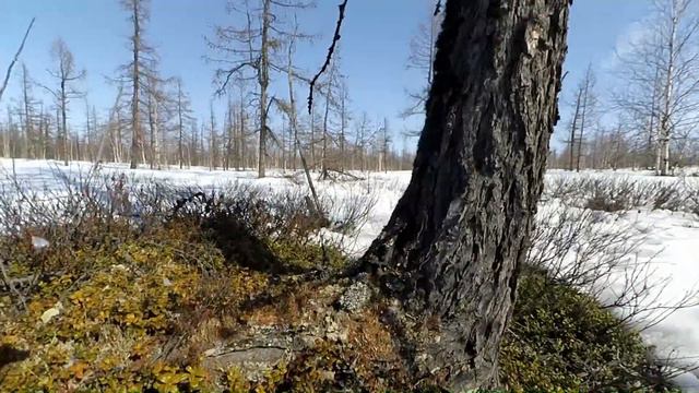 Золотые Грифоны на природе. Весна спешит в Новый Уренгой! смотреть онлайн