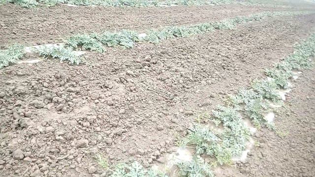 технологія Вирощуваня Арбузов смотреть онлайн