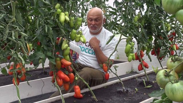 Помидор «Сэр Эллиан» — урожай вас потрясет! смотреть онлайн