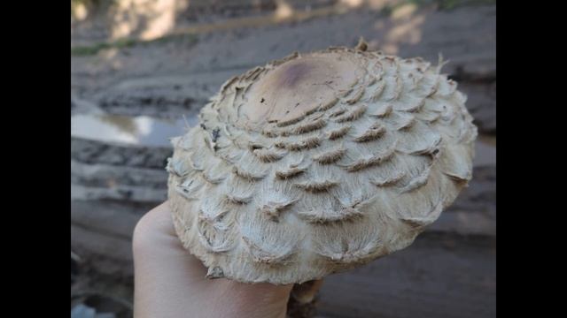 Chlorophyllum Olivieri