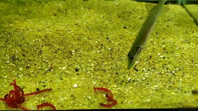 Малёк щуки в аквариуме. Остался один самый кравожадный . смотреть онлайн