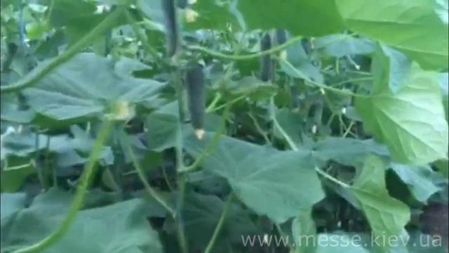 Новинка от Seminis - Огурец Мадрилене F1