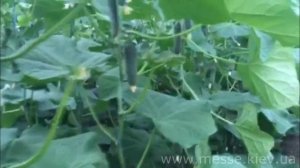 Новинка от Seminis - Огурец Мадрилене F1