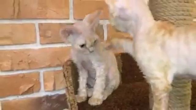 Котята девон Рекс смотреть онлайн