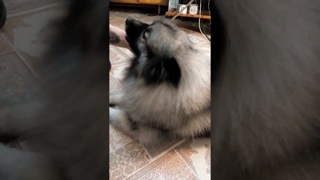 Вольфшпиц(кеесхонд) смотреть онлайн