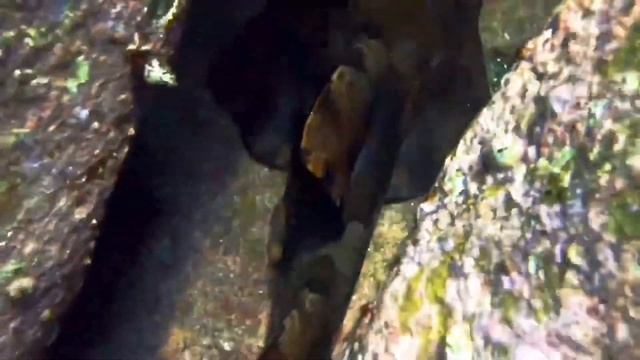 Searching For Wobbegongs смотреть онлайн