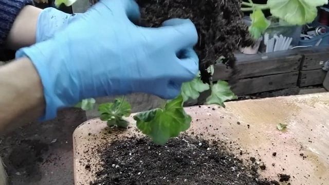 #308. Красавицу Эммануэль(ТА) под нож!Обрезка,пересадка,укоренение пеларгонии двумя способами. смотреть онлайн