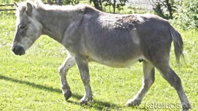 Лошак — Гибрид Жеребца и Ослицы(самка осла + самец лошади). смотреть онлайн