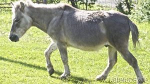 Лошак — Гибрид Жеребца и Ослицы(самка осла + самец лошади).