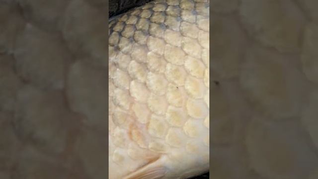 Поющий карп. смотреть онлайн