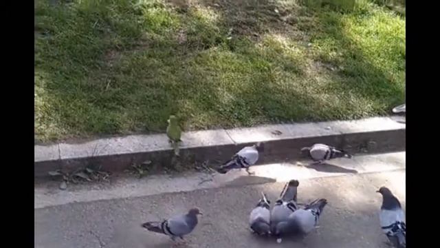 Попугаи против голубей - выживает сильнейший.. смотреть онлайн