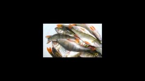 Как почистить речного окуня?