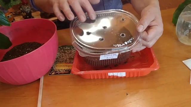 ПОСЕВ ГИПСОФИЛЫ. КАК СЕЯТЬ ГИПСОФИЛУ И КОГДА? смотреть онлайн