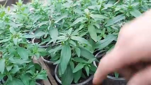 ЛЬВИНЫЙ ЗЕВ нужно Прищипывать или нет Если вытянулся куст.mp4