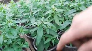 ЛЬВИНЫЙ ЗЕВ нужно Прищипывать или нет Если вытянулся куст.mp4