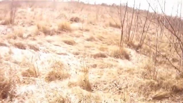 свежий след зайца