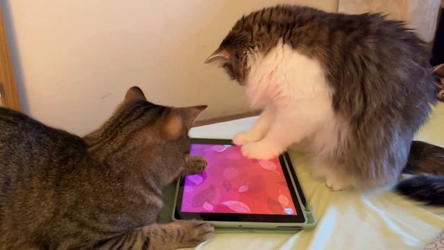 Играем с мышкой на планшете смотреть онлайн