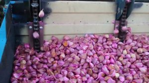 Чеснок, сорт Любаша. Механизированная посадка чеснока с помощью трёхрядной прицепной сажалки.