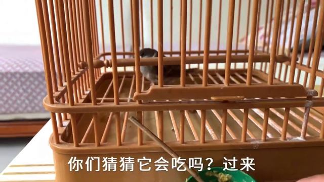 刚出窝的幼鸟救助过程丨从小朋友手中救回的小麻雀，宁死不屈，把我当仇人攻击。好吧，放了你……【天下一场梦】 смотреть онлайн