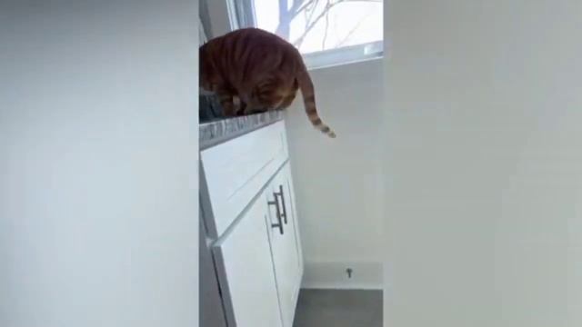 Funny Animal Videos 2023 ? - Funniest Cats And Dogs Video ?,2