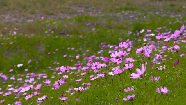 КАК СДЕЛАТЬ ЗЕЛЁНОЕ УДОБРЕНИЕ.?"БРОДИЛКА ИЗ ТРАВЫ" смотреть онлайн