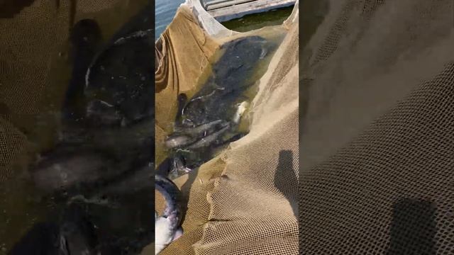 Платная рыбалка, пруд Черноморец 10.06.23. Добавили сомика. смотреть онлайн