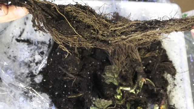 Захотелось сладенького! Распаковка земляники пяти сортов. Опт-хоз смотреть онлайн