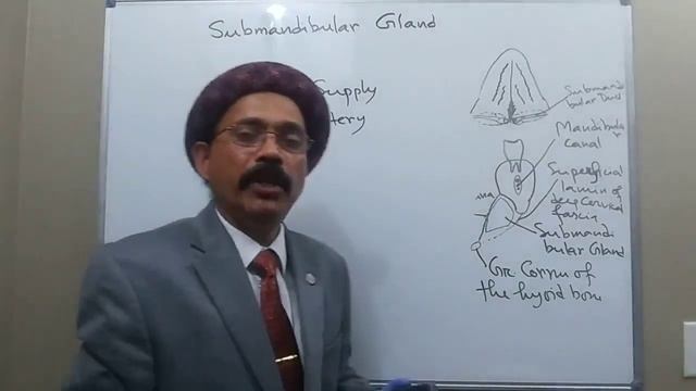 ANATOMY OF THE SUBMANDIBULAR AND SUBLINGUAL GLANDS смотреть онлайн