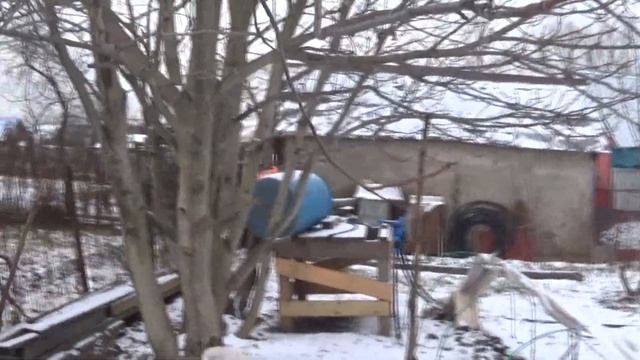 Грецкий орех в средней полосе. смотреть онлайн