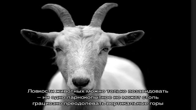 Фото козлов и козочек разных видов смотреть онлайн