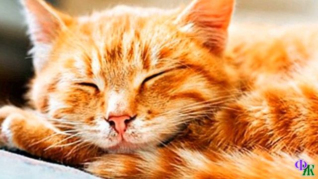 «Ну и страшненький ты, братан!» - Рыжего кота почесали за ухом… смотреть онлайн
