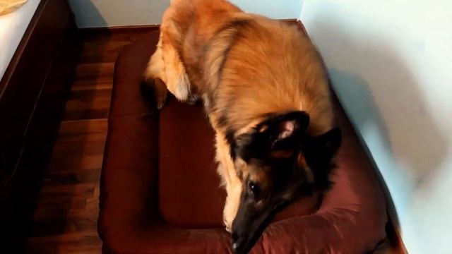 Watch This Before Getting a Belgian Shepherd | 5 Questions to Consider смотреть онлайн