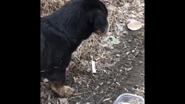 ЕГО ПОХОРОНИЛИ, НО ОН ВЫБРАЛСЯ ИЗ МОГИЛЫ//ШОКИРУЮЩАЯ ИСТОРИЯ смотреть онлайн